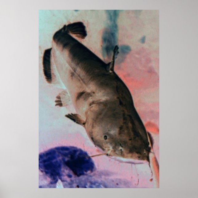 Plakatdruck für Catfish Foto Poster (Vorne)