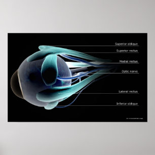 Plan aller Muskeln im menschlichen Auge Poster