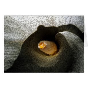 Plan rapproché de calla