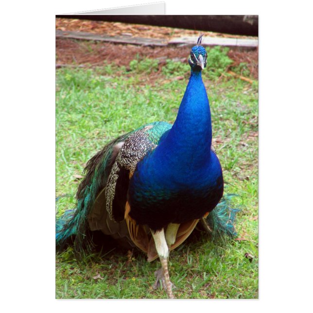 Plan rapproché de paon (Devant)