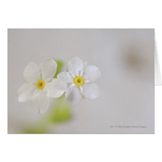 Plan rapproché des fleurs