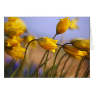 Plan rapproché des jonquilles