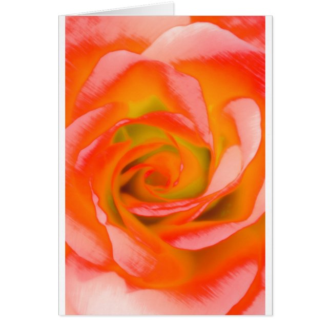 Plan rapproché rose d'orange (Devant)