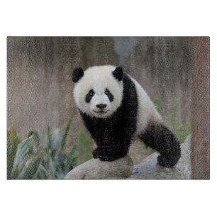 Planche À Découper Animaux de bébés cutest Baby Panda géant