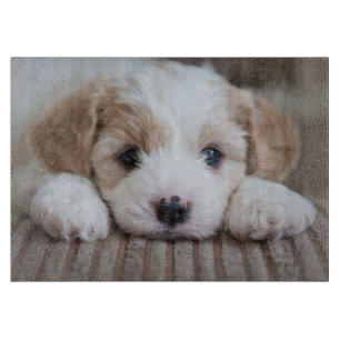 Planche À Découper Animaux de bébés cutest   Cavashon Puppy