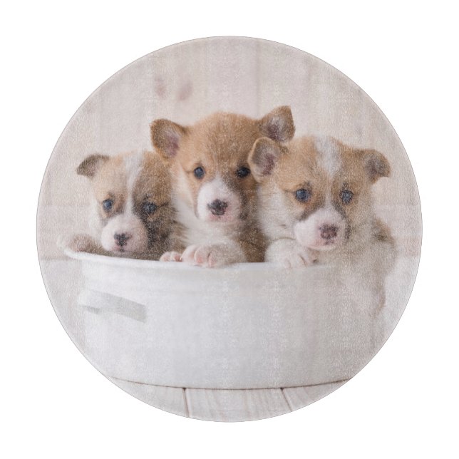 Planche À Découper Animaux de bébés cutest | Cute Corgi Chipies dans  (Devant)