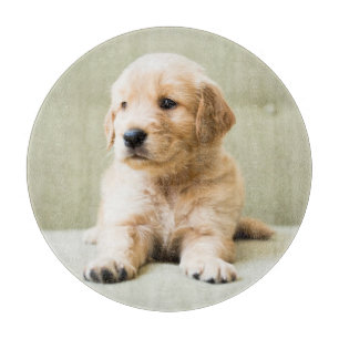 Planche À Découper Animaux de bébés cutest Golden Retriever Puppy
