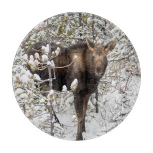 Planche À Découper Animaux de bébés cutest   Moose Calf