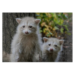 Planche À Découper Animaux de bébés cutest   Raccoons jeunes blonds