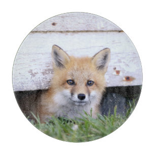 Planche À Découper Animaux de bébés cutest   Red Fox Kit Peeking