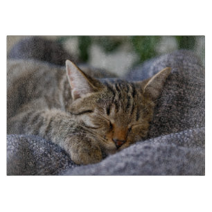Planche À Découper Animaux de bébés cutest Tabby Kitten Sommeil