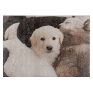 Planche À Découper Animaux de bébés cutest   Un mignon seau de chiots