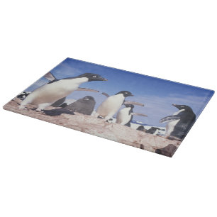 Planche À Découper Antarctique, Manchot Adélie Pygoscelis
