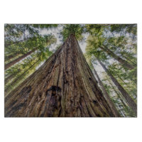 Bois de Roosevelt