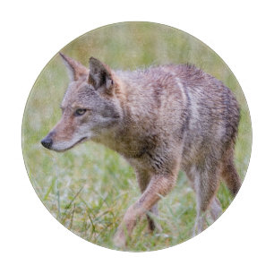 Planche À Découper Coyote dans le domaine, crique de Cades