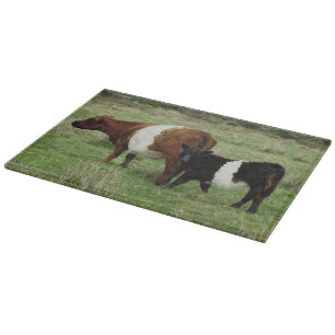Planche À Découper Dartmoor a ceinturé la vache et le veau à Galloway