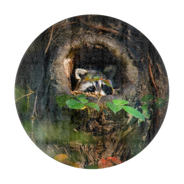 Planche À Découper Forêt | Raccoon Peeking (Devant)