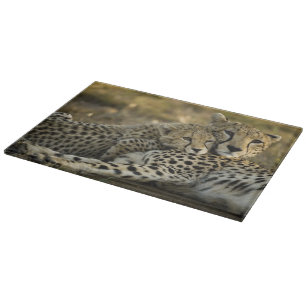 Planche À Découper Guépard, Acinonyx jubatus, avec son petit dans le