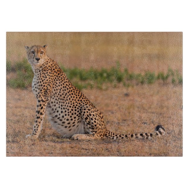 Planche À Découper Guépard se reposant tôt le matin (Devant)