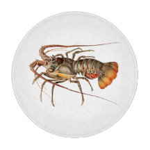 Homard de roche - Panulirus Regis