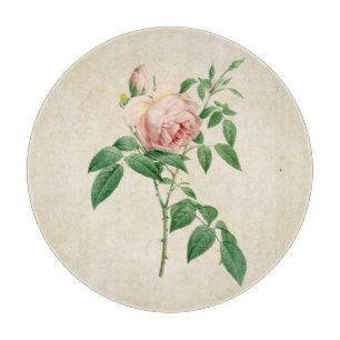 Planche À Découper Illustration botanique de Rosa indica