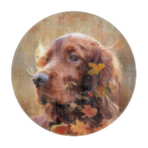 Irish Red Setter, Irish Setter