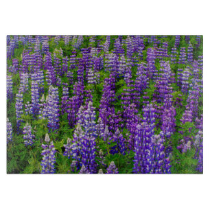 Planche À Découper Islande. Vik i Myrdal. Champ de lupins