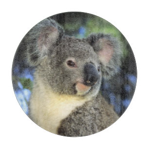 Planche À Découper Koala, Phascolarctos cinereus), Australie,