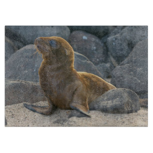 Planche À Découper Lion de mer des Galapagos