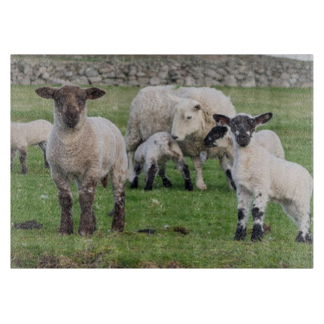 Planche À Découper Mouton des Shetland (Devant)