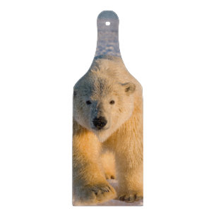 Planche À Découper ours polaire, Ursus maritimus, ours polaire sur gl