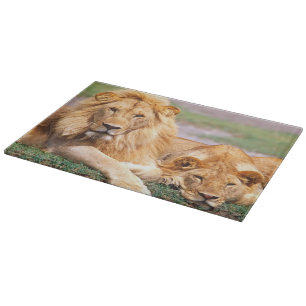 Planche À Découper Paire de lions africains, Panthera leo, Tanzanie