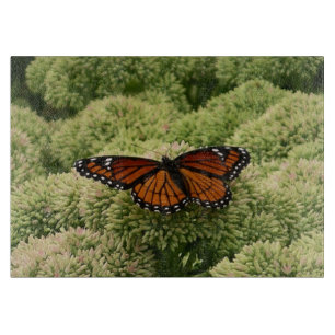 Planche À Découper Papillon Viceroy Belle photographie de la nature