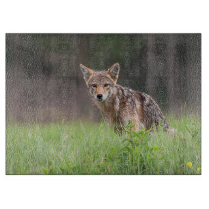 Planche À Découper Photographie Coyote Brown, sur un terrain