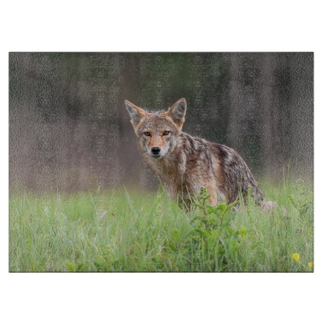 Planche À Découper Photographie Coyote Brown, sur un terrain (Devant)