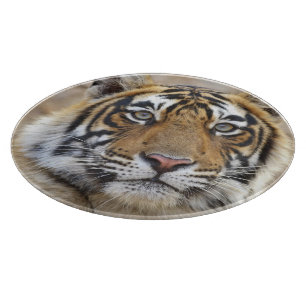 Planche À Découper Portrait du tigre royal du Bengale, Ranthambhor