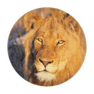 Planche À Découper Un lion à crinière rouge regardant l'appareil phot