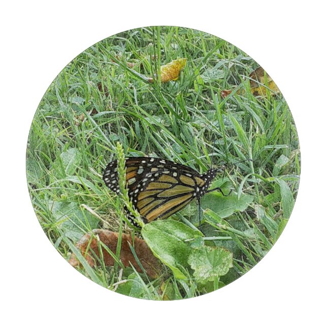 Planche À Découper Un papillon monarque (Devant)