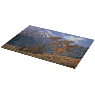 Planche À Découper USA, Wyoming, Grand Teton NP. Un cèdre solitaire