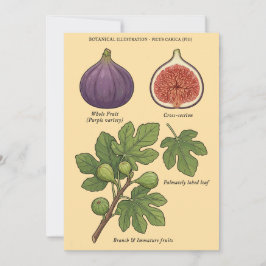 Planche Botanique Figue Ficus Carica Einladung
