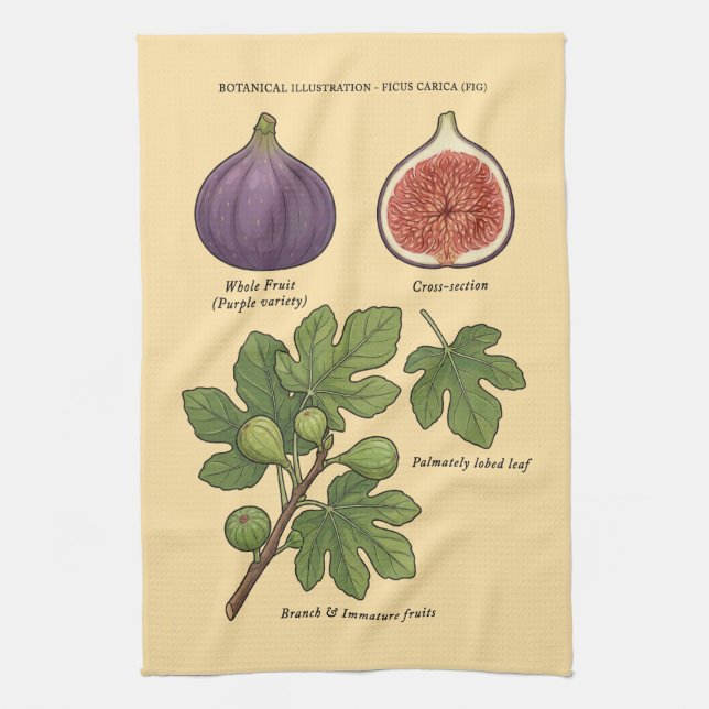 Planche Botanique Figue Ficus Carica  Geschirrtuch (Vertikal)