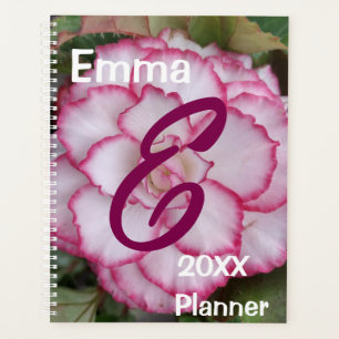 Planer, Begonia Blume Foto Planer