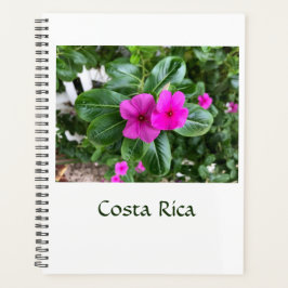 Planer für Lila Blume in Costa Rica