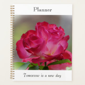 Planer Rose der Schönheit