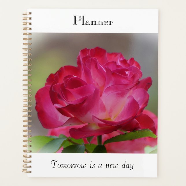 Planer Rose der Schönheit (Vorderseite)