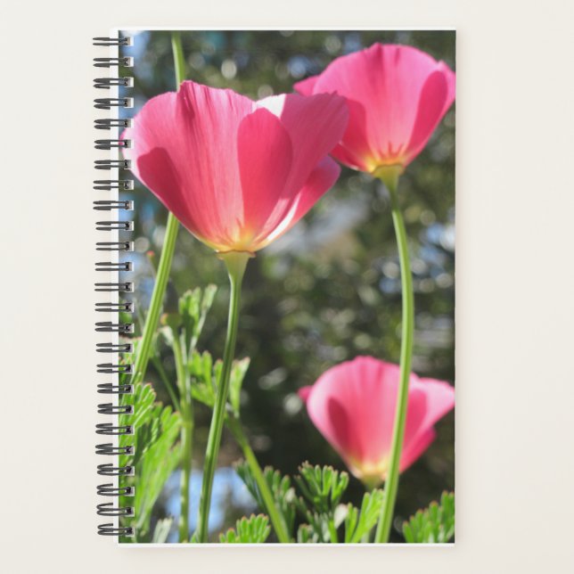 Planer Tamalpais mit rosa Blume (Vorderseite)