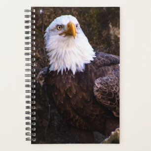 Planificateur d'aigle à tête blanche