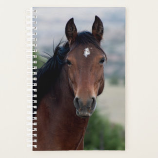 Planificateur de chevaux sauvages