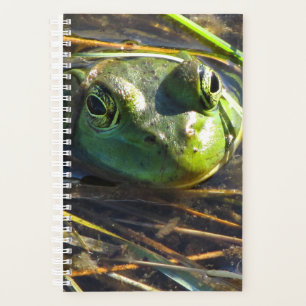 Planificateur de grenouilles