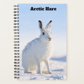 Planificateur de lièvre arctique